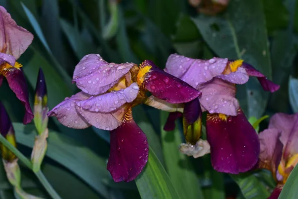 Beaux Iris Poussant Dans Jardin Journée Ensoleillée Été — Photo