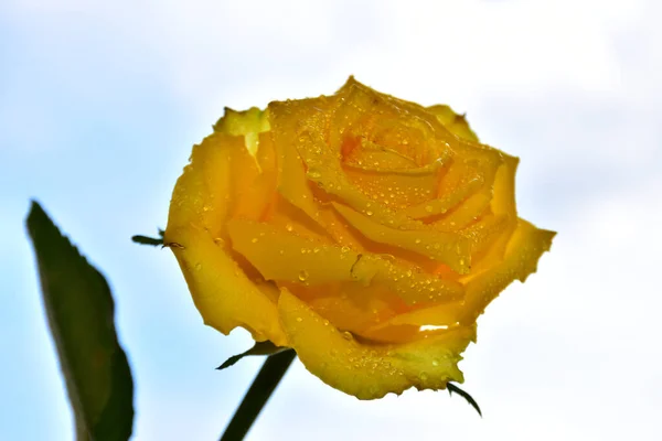 beautiful rose flower on sky background, summer concept, close view