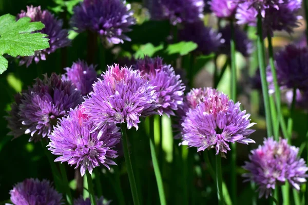 Mooie Bloemen Groeien Tuin Zonnige Dag — Stockfoto