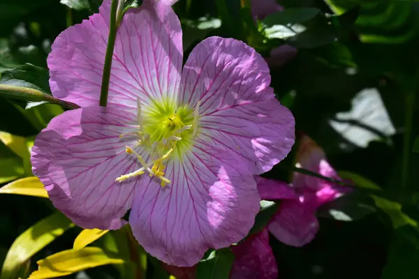 Vacker Blomma Xer Trã Dgã Solig Dag — Stockfoto