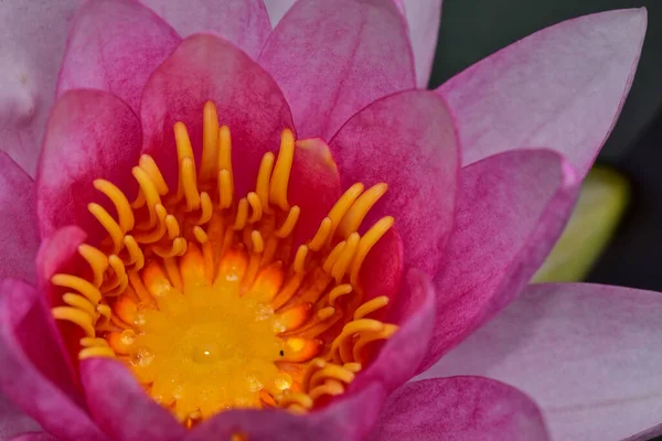 Güzel çiçek açan nilüfer çiçekleri yaz günü gölette büyür. 