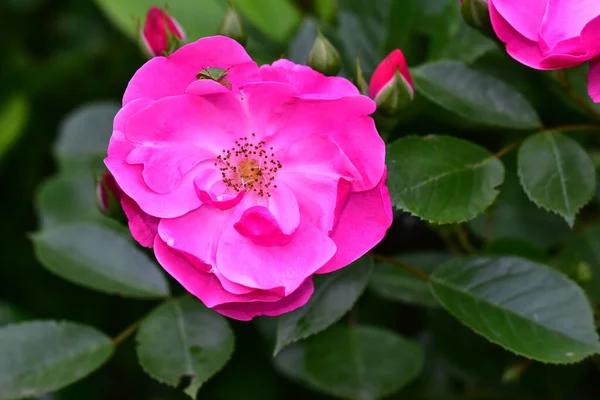 Gyönyörű Rózsák Sötét Háttérrel Nyári Koncepció Közelkép — Stock Fotó