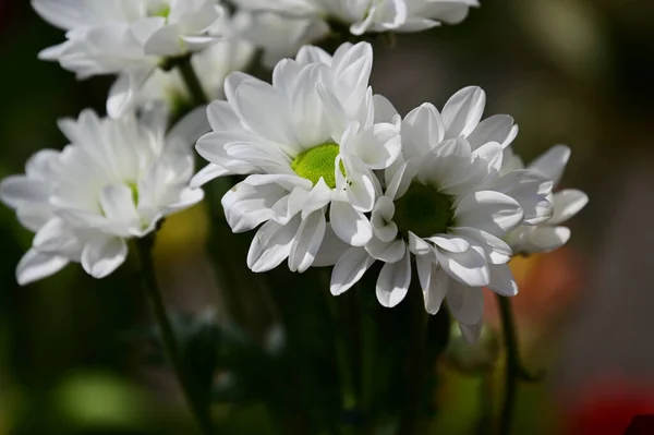 Flores Bonitas Que Crescem Jardim Dia Ensolarado — Fotografia de Stock