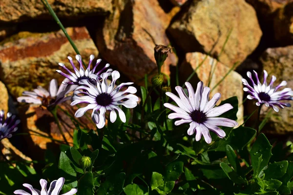 Όμορφα Λουλούδια Που Αναπτύσσονται Στον Κήπο Την Ηλιόλουστη Μέρα — Φωτογραφία Αρχείου