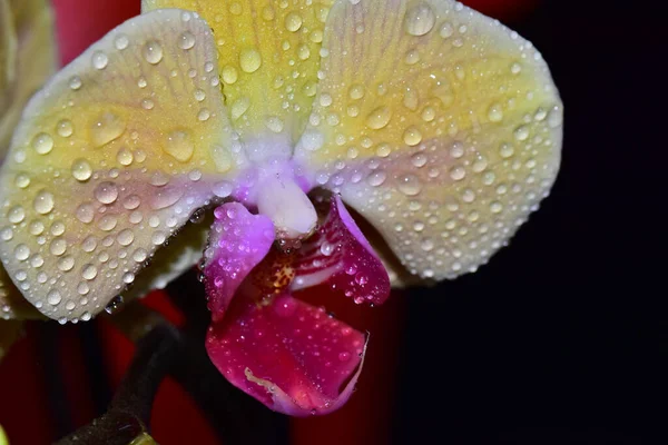 Красивый Цветок Орхидеи Темном Фоне Летняя Концепция Близкий Вид — стоковое фото