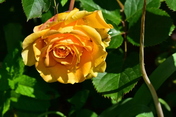 Hermosa Flor Rosa Creciendo Jardín Día Soleado —  Fotos de Stock