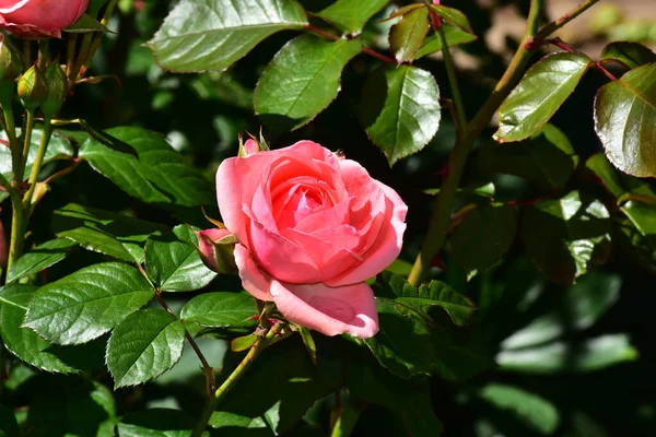 Vackra Rosor Mörk Bakgrund Sommar Koncept Nära Utsikt — Stockfoto