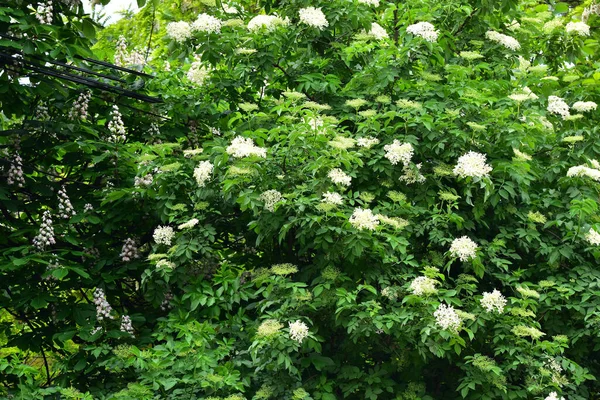 Ramos Árvore Florescendo Com Flores Bonitas Close Conceito Primavera — Fotografia de Stock