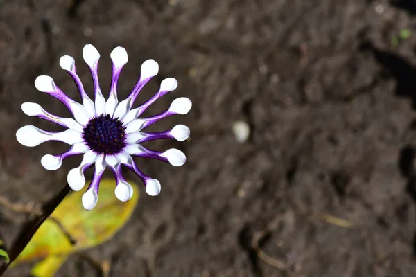 Bellissimo Fiore Che Cresce Giardino Nella Giornata Sole — Foto Stock