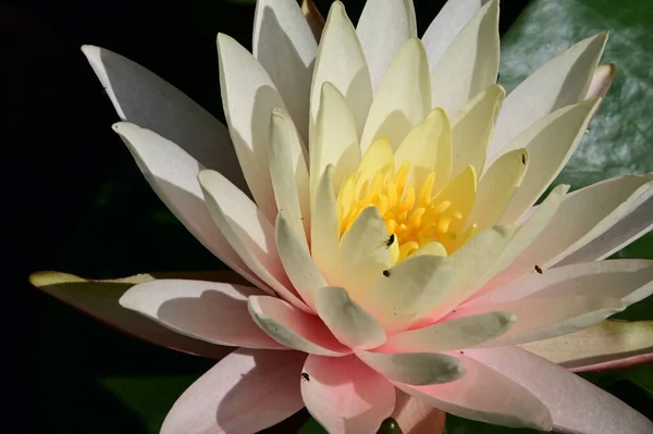 Beautiful Blooming Lotus Growing Pond Summer Day — Stock Photo, Image