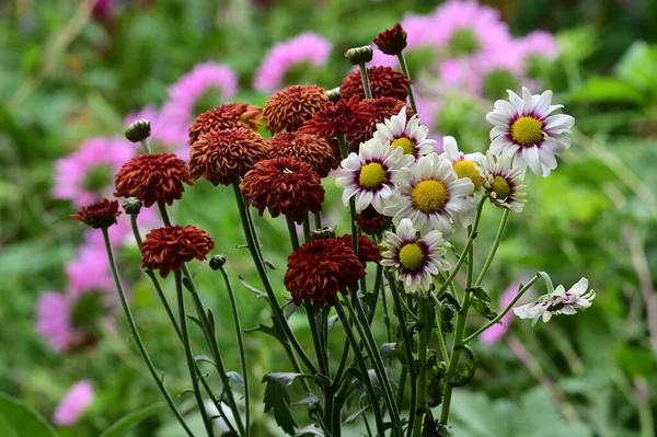 Красивые Цветы Растущие Саду Солнечный День — стоковое фото