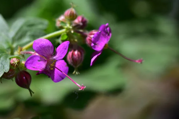 Mooie Bloemen Groeien Tuin Zonnige Dag — Stockfoto