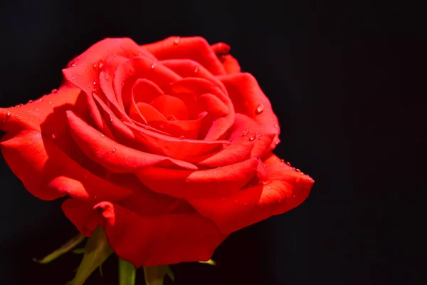 Hermosa Rosa Sobre Fondo Oscuro Concepto Verano Vista Cercana — Foto de Stock