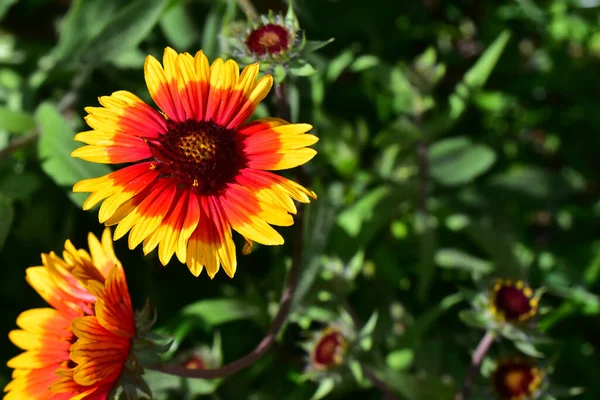 Vackra Blommor Xer Trã Dgã Rden Solig Dag — Stockfoto