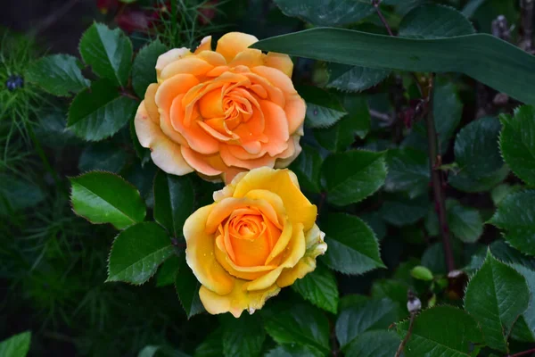 Hermosas Rosas Sobre Fondo Oscuro Concepto Verano Vista Cercana —  Fotos de Stock