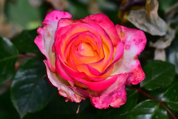 Schöne Rose Auf Dunklem Hintergrund Sommerkonzept Nahsicht — Stockfoto