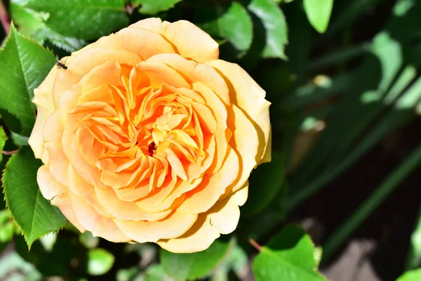 Hermosa Rosa Sobre Fondo Oscuro Concepto Verano Vista Cercana — Foto de Stock