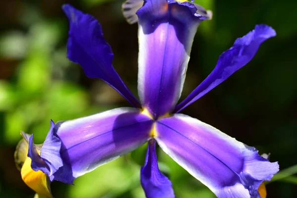 Hermoso Iris Creciendo Jardín Verano Día Soleado — Foto de Stock