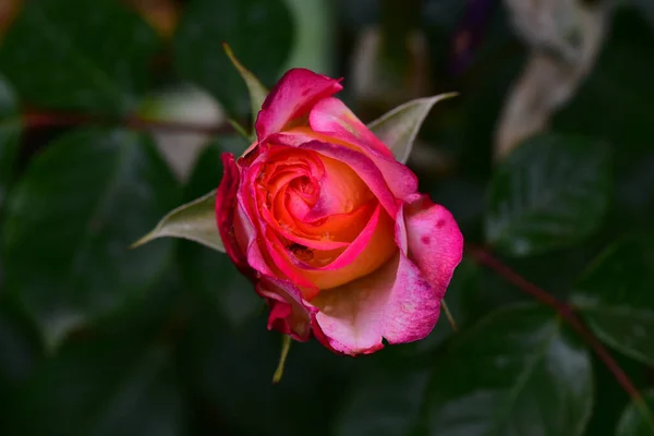 Schöne Rosenblüte Die Sonnigen Tagen Garten Wächst — Stockfoto