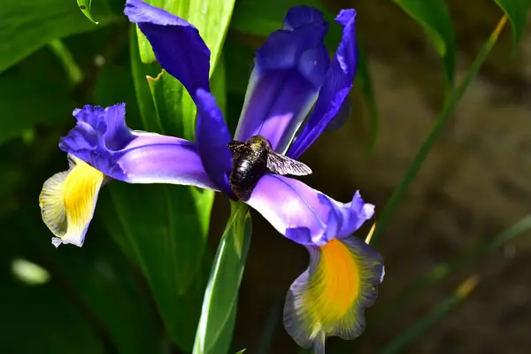 Beau Iris Poussant Dans Jardin Journée Ensoleillée Été — Photo