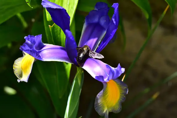 Hermoso Iris Creciendo Jardín Verano Día Soleado — Foto de Stock