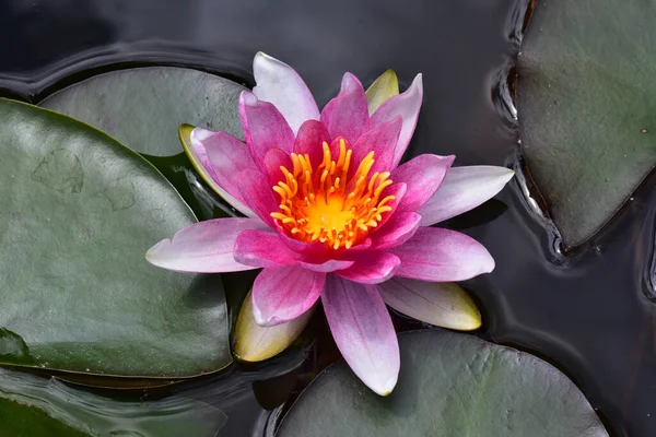 Bela Flor Lótus Crescendo Lagoa Dia Verão — Fotografia de Stock