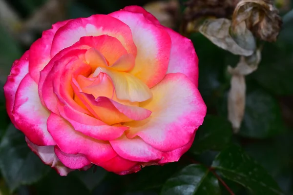 Bela Rosa Flor Crescendo Jardim Dia Ensolarado — Fotografia de Stock