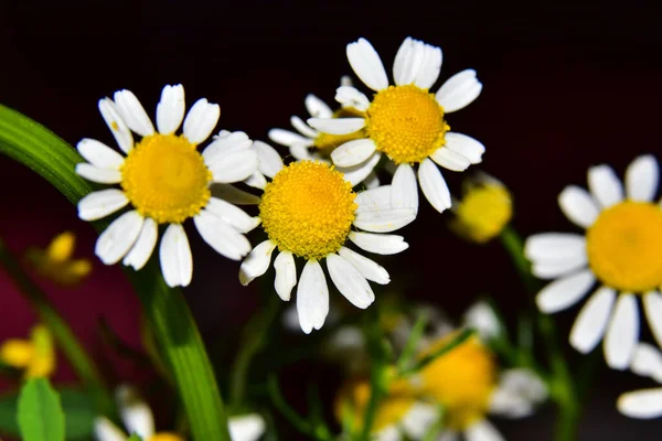 Beautiful Flowers Growing Garden Sunny Day — Stock Photo, Image