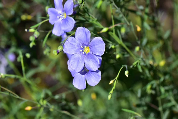 Hermosas Flores Que Crecen Jardín Día Soleado — Foto de Stock