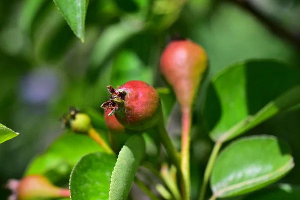 Birnbaum Mit Unreifen Grünen Früchten Nahaufnahme Frühlingskonzept — Stockfoto