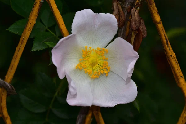 Schöne Blume Die Sonnigen Tagen Garten Wächst — Stockfoto