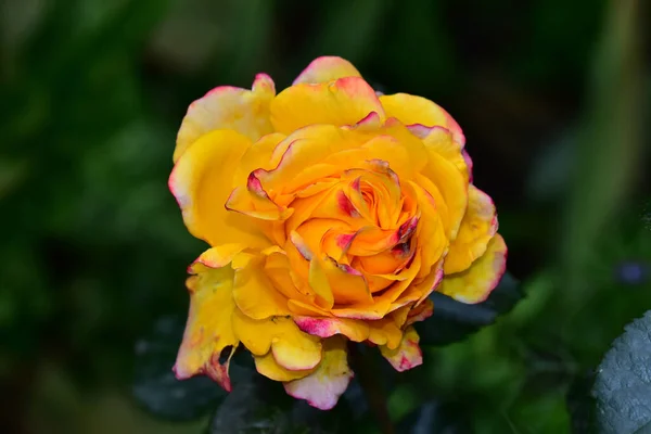 Bela Rosa Flor Crescendo Jardim Dia Ensolarado — Fotografia de Stock