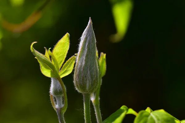 Belles Fleurs Poussant Dans Jardin Soleil Jour — Photo