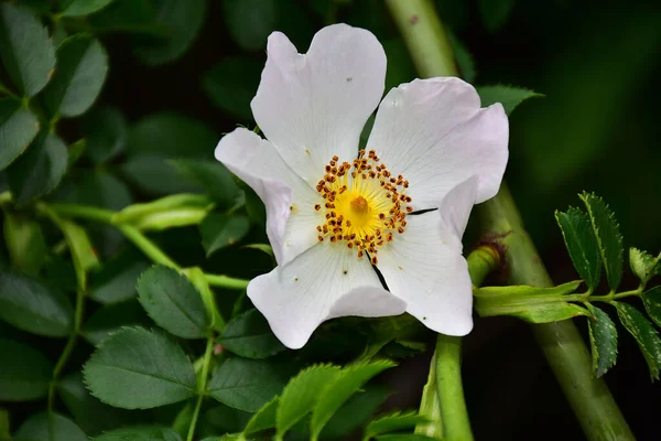 Gyönyörű Rózsa Virág Kertben Napsütéses Napon — Stock Fotó