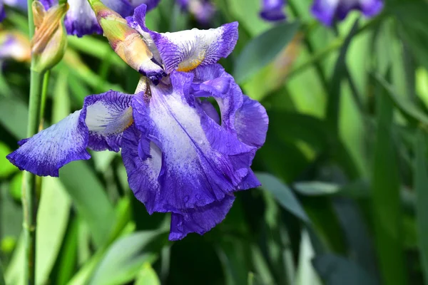 Beau Iris Poussant Dans Jardin Journée Ensoleillée Été — Photo