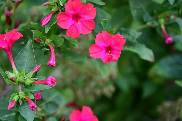 Bellissimi Fiori Che Crescono Giardino Nella Giornata Sole — Foto Stock