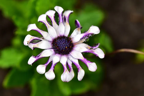 Bellissimo Fiore Che Cresce Giardino Nella Giornata Sole — Foto Stock