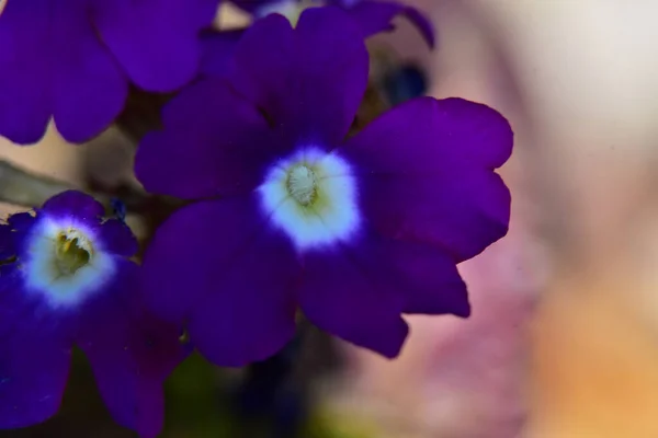 Красиві Квіти Ростуть Саду Сонячний День — стокове фото