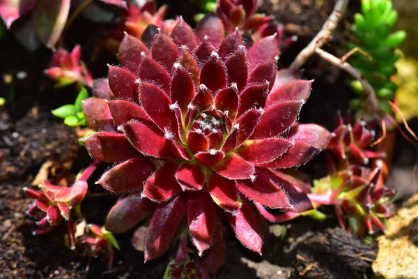 Hermosa Flor Que Crece Jardín Día Soleado —  Fotos de Stock