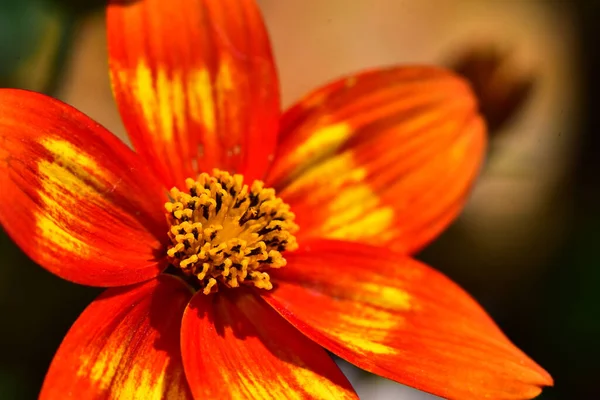 Beautiful Flower Growing Garden Sunny Day — Stock Photo, Image