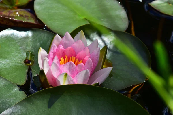 Güzel çiçek açan nilüfer çiçekleri yaz günü gölette büyür. 