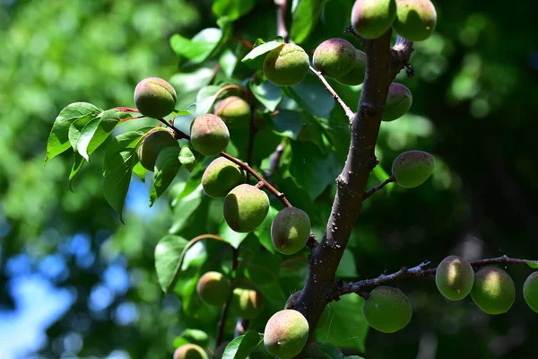 Kayısı yetiştiren kayısı ağacı, yaz konsepti, yakın görüş  