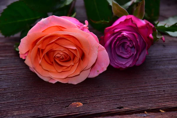 Красивые Розы Деревянном Фоне Летняя Концепция Близкий Вид — стоковое фото