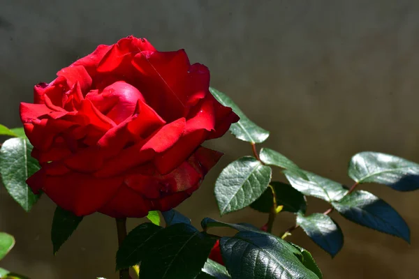 Vacker Ros Blomma Växer Trädgården Solig Dag — Stockfoto