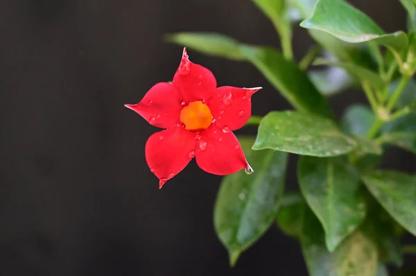 Beautiful Flower Growing Garden Sunny Day — Stock Photo, Image