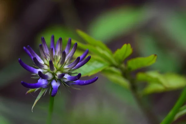 Schöne Blume Die Sonnigen Tagen Garten Wächst — Stockfoto