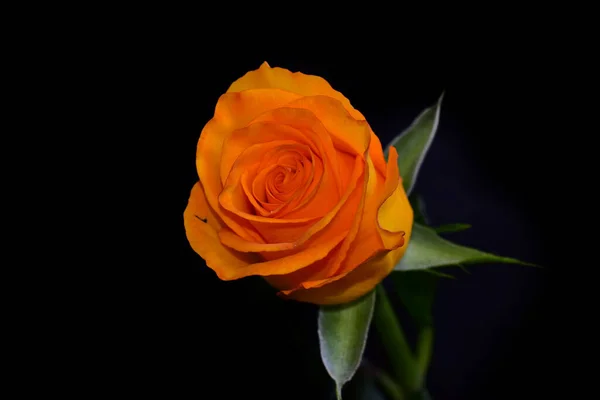 Krásná Růže Květiny Rostoucí Zahradě Slunečného Dne — Stock fotografie