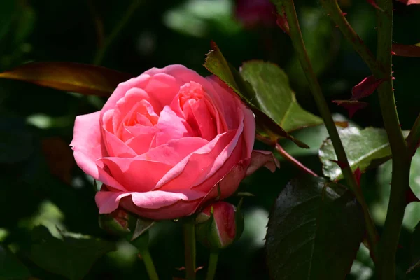 Bela Rosa Flor Crescendo Jardim Dia Ensolarado — Fotografia de Stock