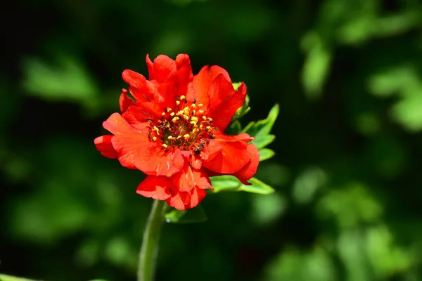 Bela Flor Crescendo Jardim Dia Ensolarado — Fotografia de Stock