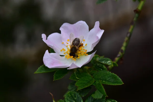 Bee Beautiful Rose Flower Growing Garden Sunny Day — Stock Photo, Image